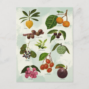 Handpainted Exotic Filipino Tropical Fruits Postcard