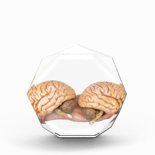 Hands holding model human brain on white acrylic award