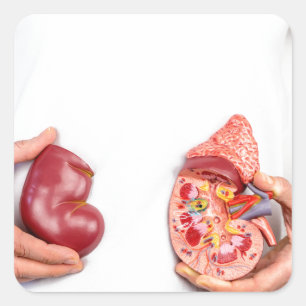 Hands holding model of human kidney organ at body. square sticker