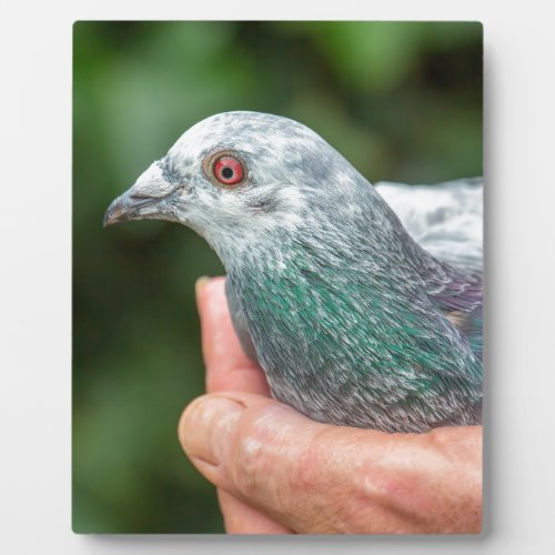 Hands holding racing pigeon outsideJPG Plaque