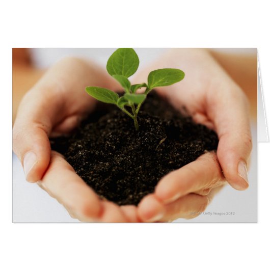 Hands holding sapling cards (Front Horizontal)