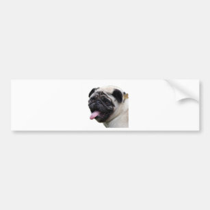Handsom white Pug photo accessories, add names Bumper Sticker