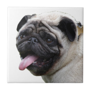 Handsom white Pug photo accessories, add names Ceramic Tile