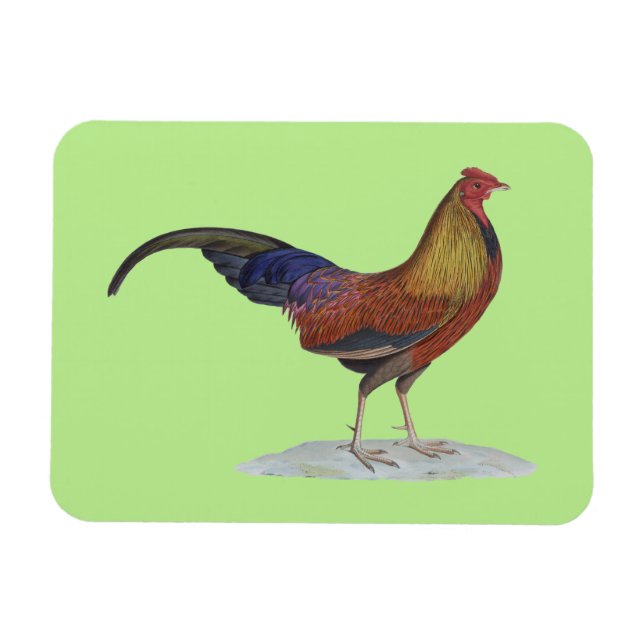 Handsome Alert Rooster Magnet (Horizontal)
