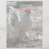 Handsome Bantam D'uccle Rooster (Front)