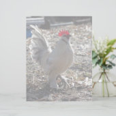 Handsome Bantam D'uccle Rooster (Standing Front)