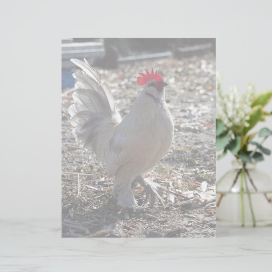 Handsome Bantam D'uccle Rooster (Standing Front)