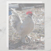 Handsome Bantam D'uccle Rooster (Front/Back)