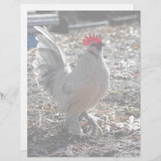 Handsome Bantam D'uccle Rooster (Front/Back)