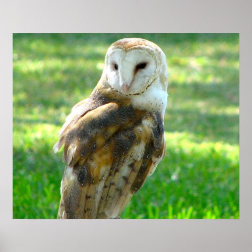 Handsome Barn Owl Poster