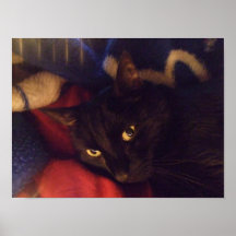 Handsome Black Cat Poster