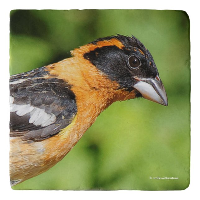 Handsome Black-Headed Grosbeak Finch Songbird Trivet (Front)