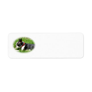 Handsome Boston Terrier Dog On Grass with Stick Label