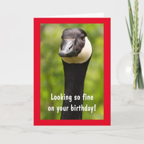 Handsome Canada Goose Funny Birthday Card