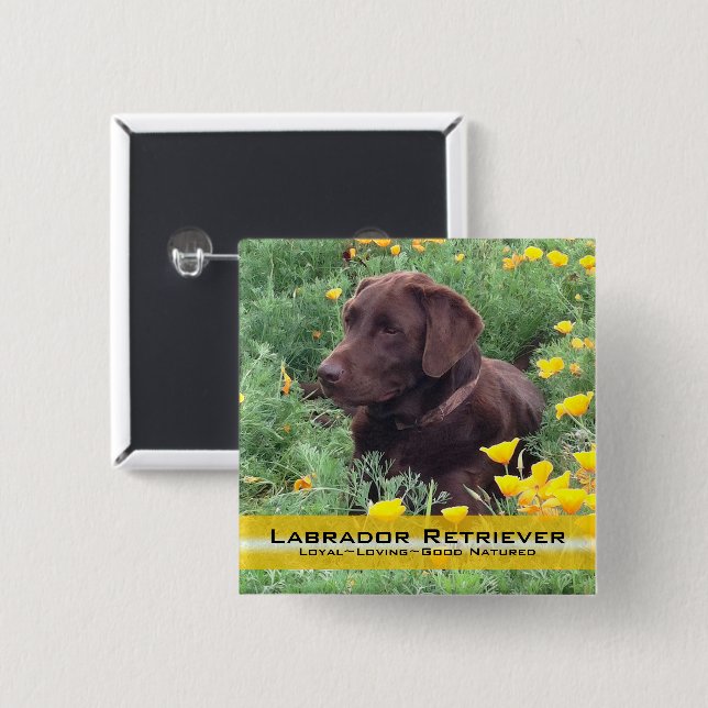 Handsome Chocolate Lab in California Poppy Patch Pinback Button (Front & Back)