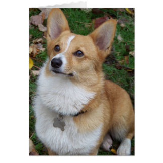 Handsome Corgi Cards
