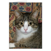 Handsome Fellow (Front)