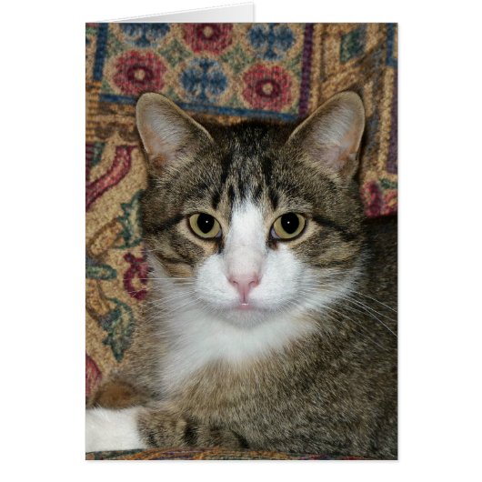 Handsome Fellow (Front)