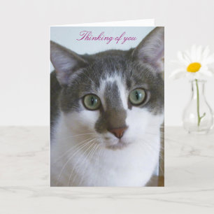 Handsome Gray and White cat-Thinking of You Card