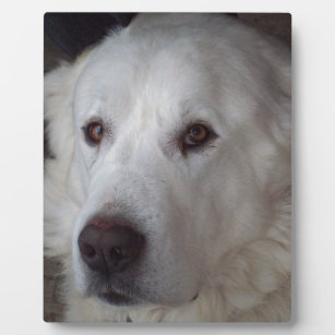 Handsome Great Pyrenees Dog Plaque