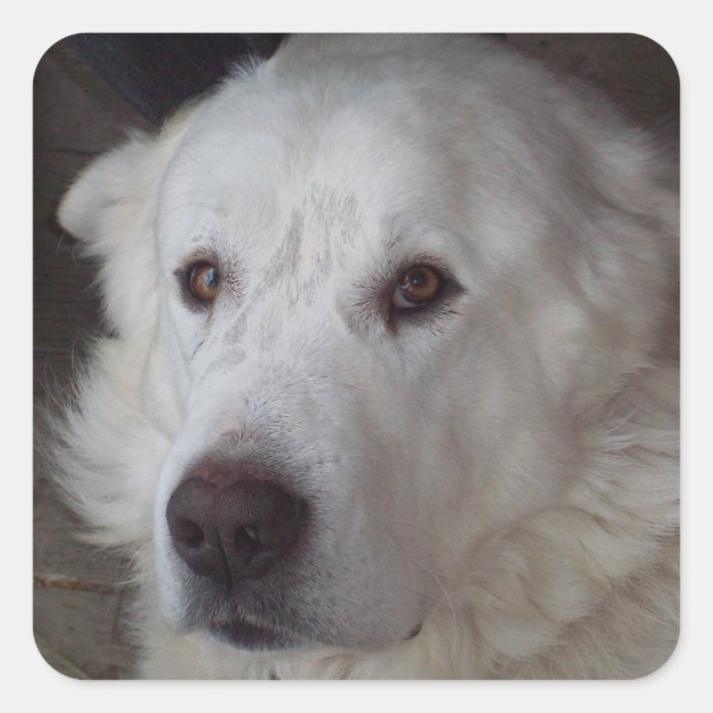 Handsome Great Pyrenees Dog Square Sticker (Front)