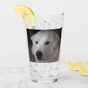 Handsome Great Pyrenees Glass