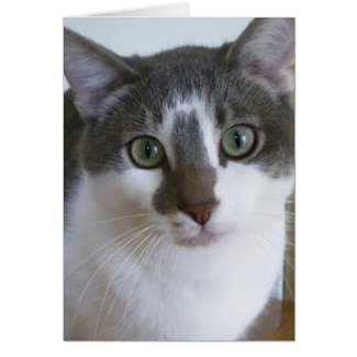Handsome Grey and White cat