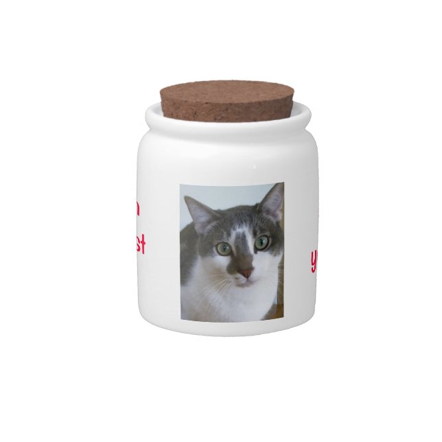 Handsome Grey and White cat-Adoption-Best Option Candy Jar (Front)