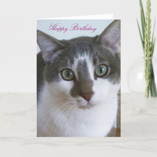 Handsome Grey and White Cat Birthday Card | Zazzle.com