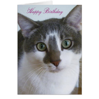 Happy Birthday Cat Gifts on Zazzle