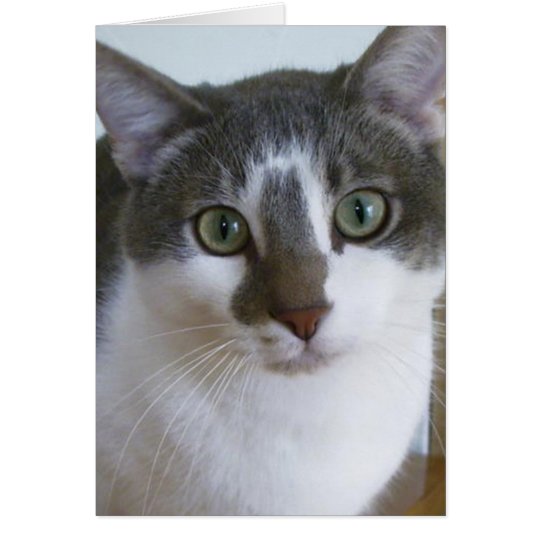 Handsome Grey and White cat Card