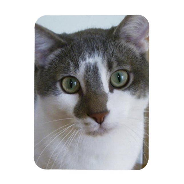 Handsome Grey and White cat Magnet (Vertical)