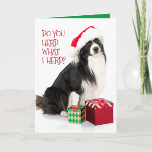 Handsome Herding Border Collie and Christmas Gifts Holiday Card