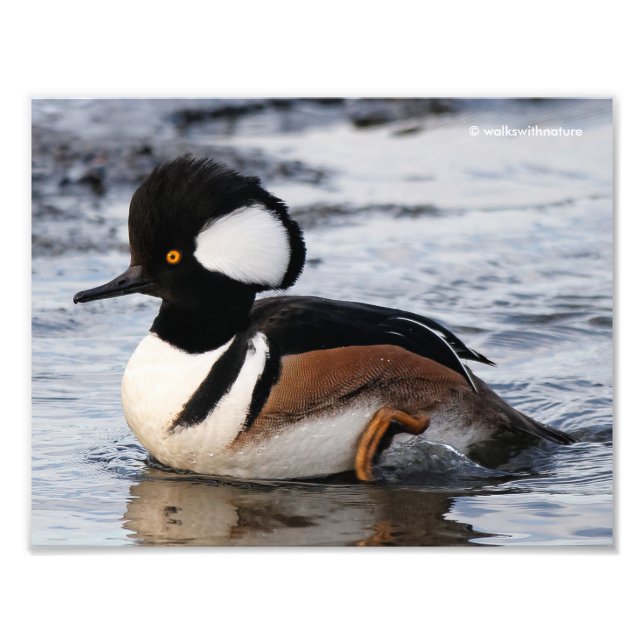 Handsome Hooded Merganser on the Move Photo Print (Front)