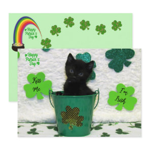 Handsome Jack - Cat / Kitten St. Patrick's Day