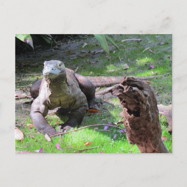 Handsome Komodo Dragon Postcard (Front)