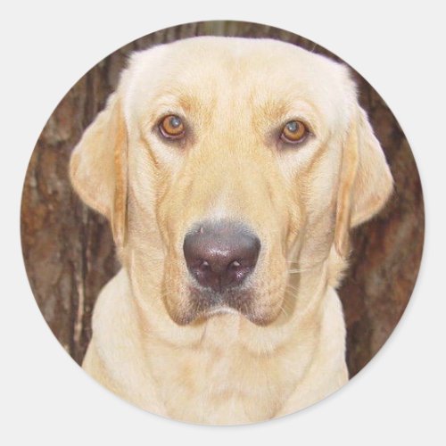 Handsome Lab Classic Round Sticker