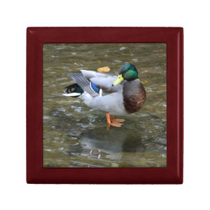 Handsome Mallard Duck Gift Box