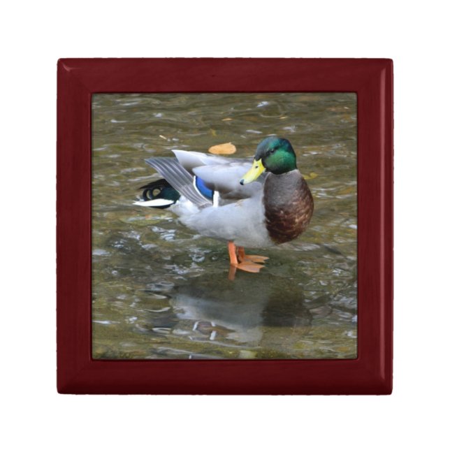 Handsome Mallard Duck Gift Box (Front)