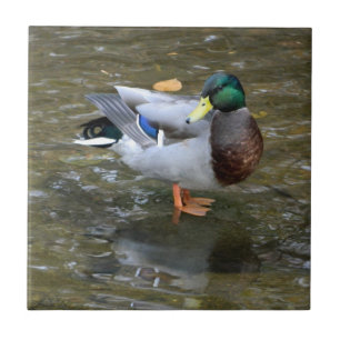 Handsome Mallard Duck (Male) Ceramic Tile