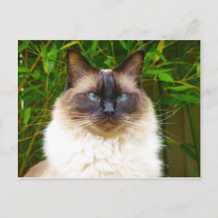 Handsome Oscar Postcard