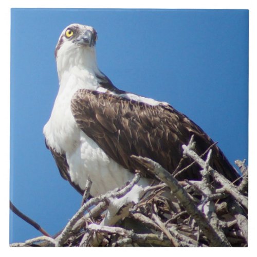 Handsome Osprey Hawk Bird Tile