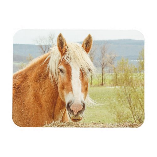 Handsome Palomino Farm Horse Magnet