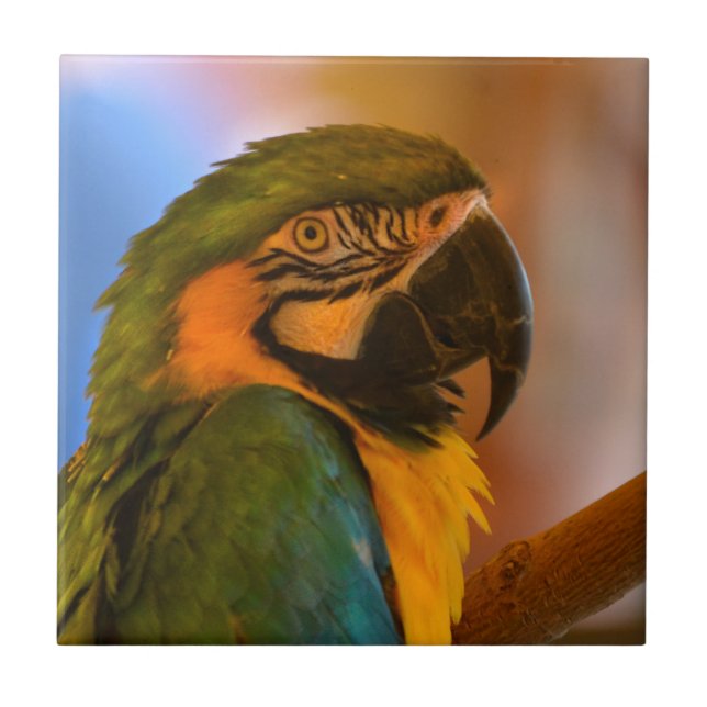 Handsome Parrot Tile (Front)