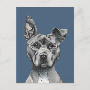 Handsome Pit Bull Terrier Dog Drawing Postcard