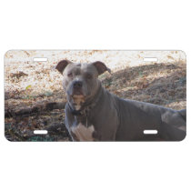 Handsome Pitbull License Plate