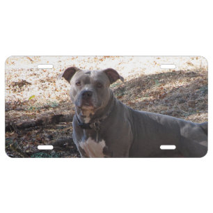 Handsome Pitbull License Plate