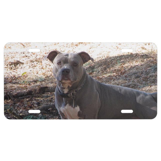 Handsome Pitbull License Plate (Front)