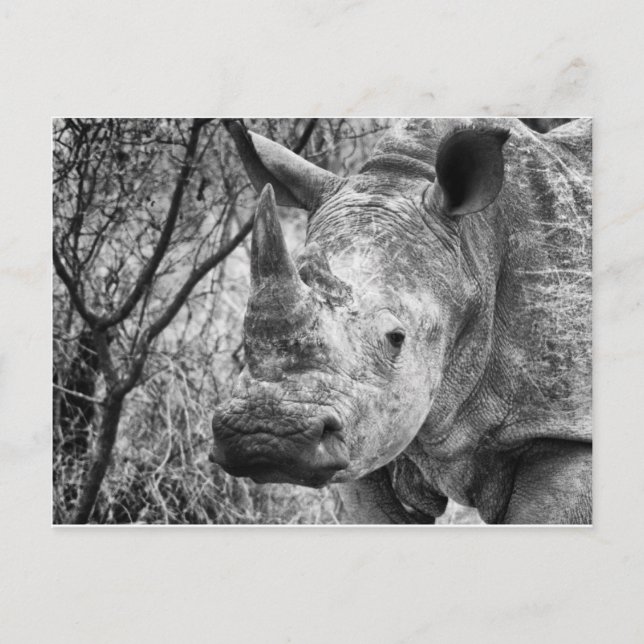 Handsome Postcard (Front)