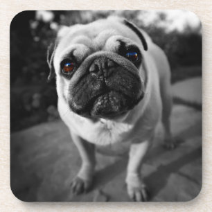 Handsome Pug Beverage Coaster